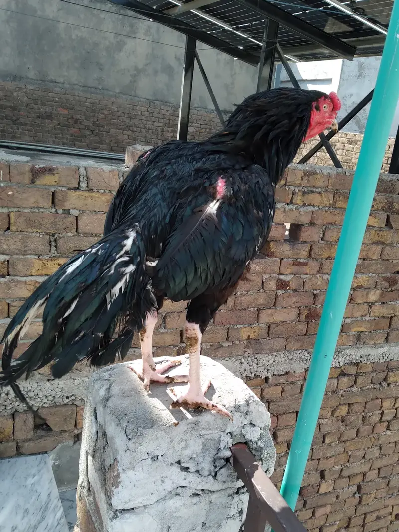 All set upp 4 male 8 female  2 black  two white hen 6 male &chick's — photo 8