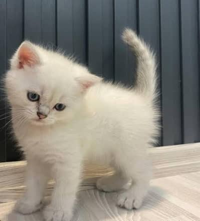 White Persian kitten