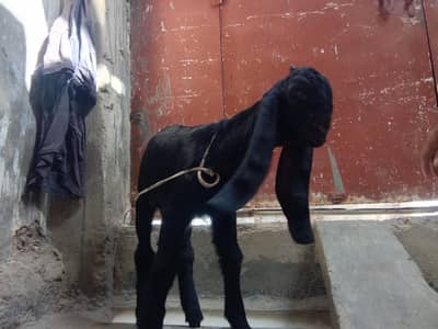 bakri bacha