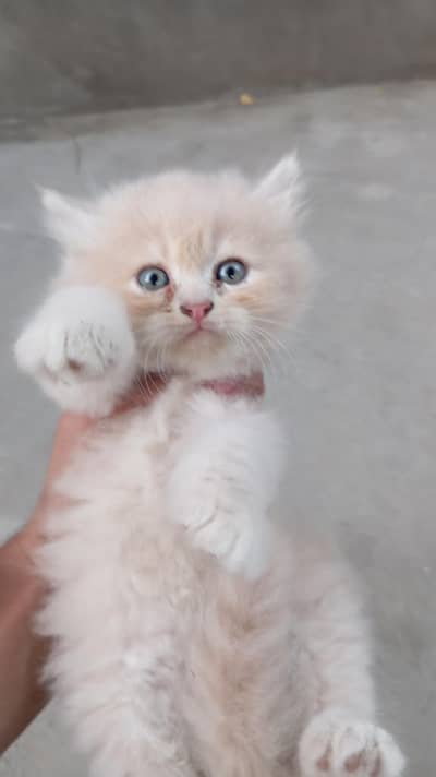 kitten for sale