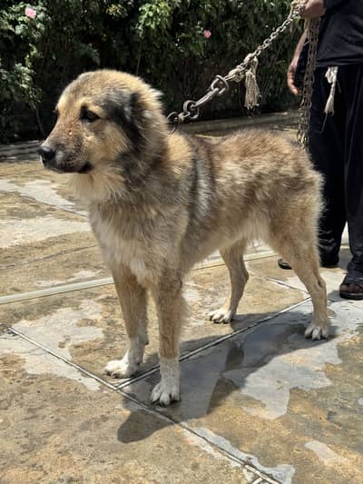 Afghan kucchi/kangal