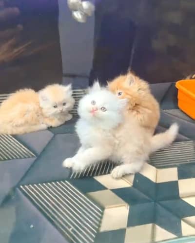 Persian cat triple kot,for sale,my WhatsApp 03481292582
