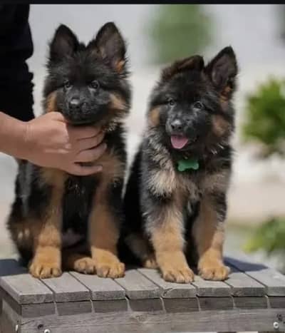 German Shepherd puppies 92@330*540*6115