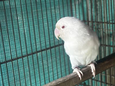 3 pairs of love birds including B2 pair confirm