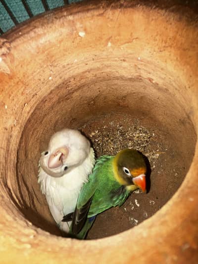 3 pairs of love birds including B2 pair confirm