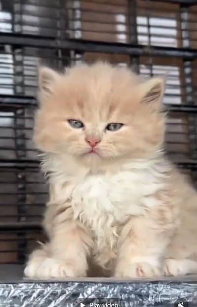 Persian cat triple kot,for sale,my WhatsApp 03481292582