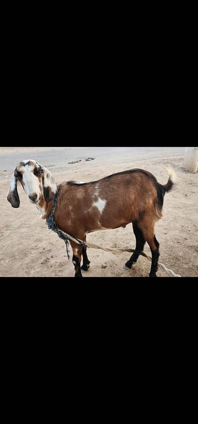 Male goat for eid