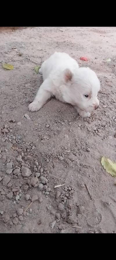 Russian female dog