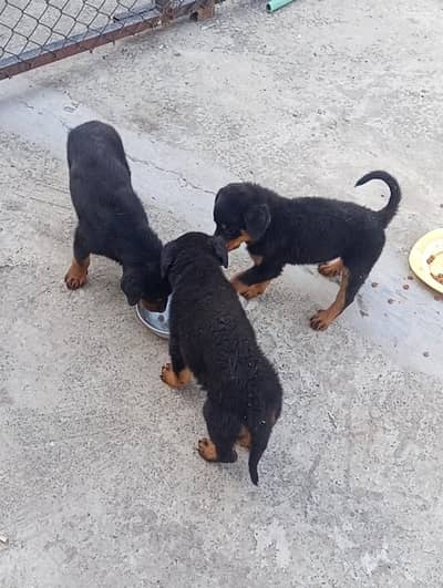 puppy for sell