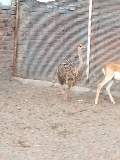 Ostrich