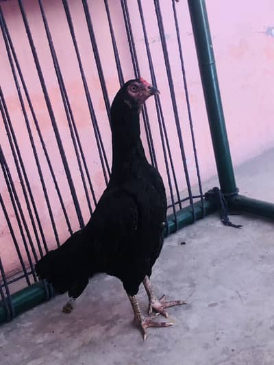 Aseel female