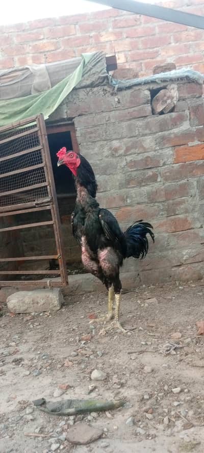 Thai vait + trad chicks