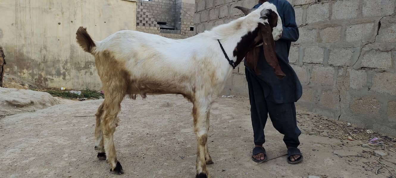 bakra 0