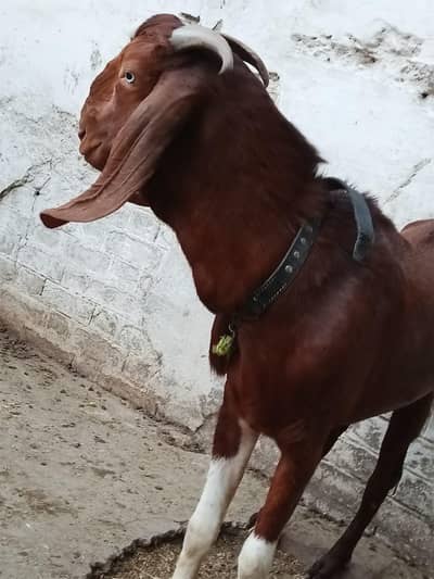 Bakra for qurbani Sale