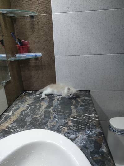 Pure Persian Cat for Sale – Healthy & Gentle