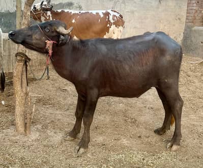 Kata For Qurbani