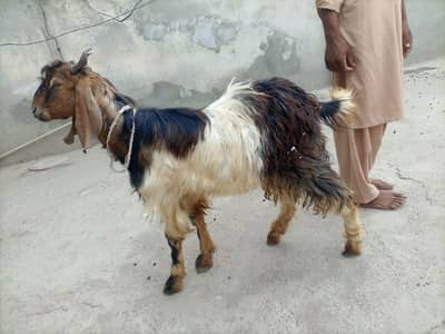 Bakra for sale