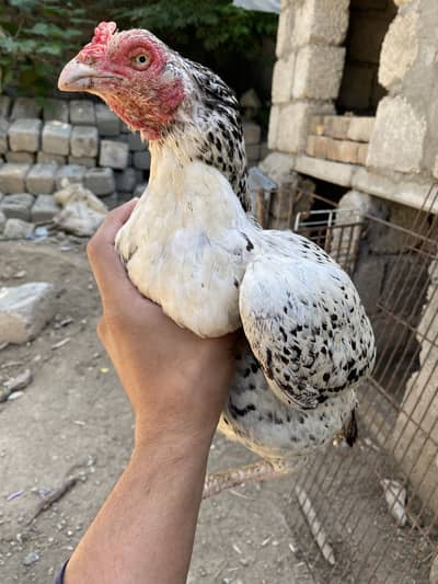 White cheeni madi