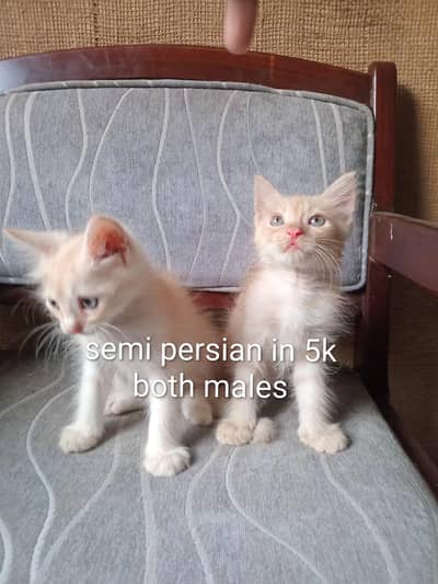 kittens in reasonable prices