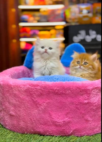 Persian Cat Billi Persian Kitten 3 kot Cat baby  0з48/O29/O146 ωtsp