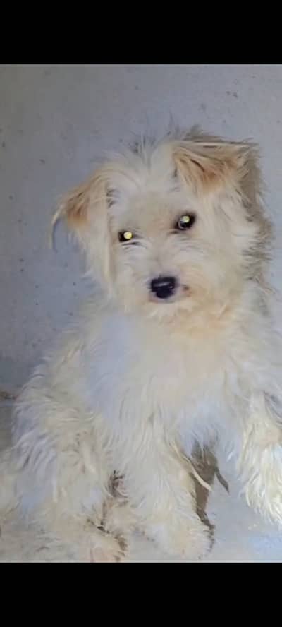 Poodle dog for sale