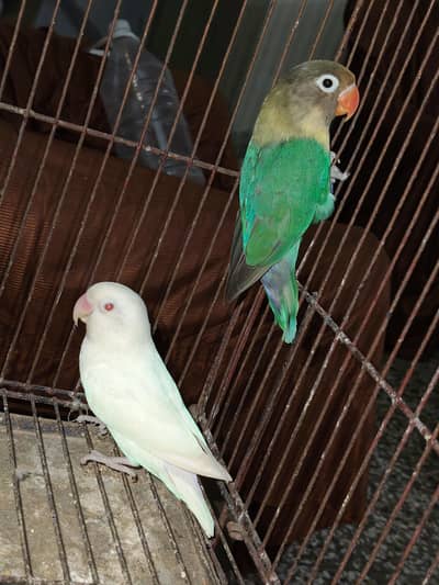 Albino Red eye Male to Parlblue Opline Female
