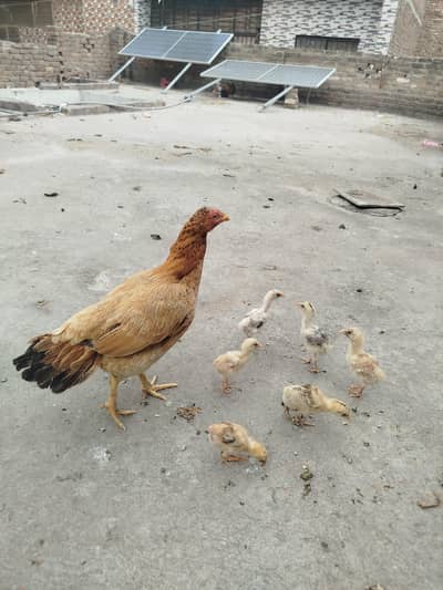 Aseel hen with chicks
