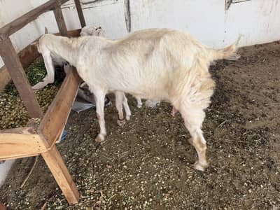 Bakri for sale