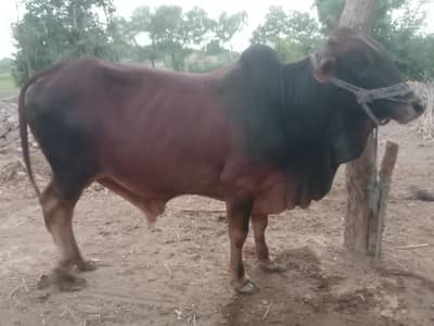 bull For qurbani with 4th deeth