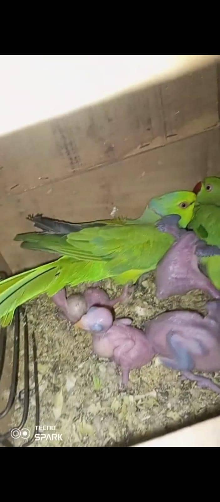 breeder pair 0