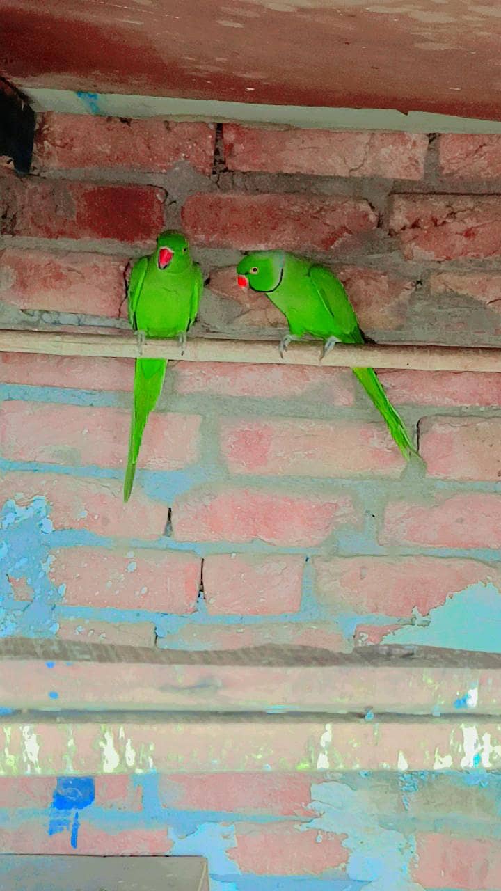 breeder pair 1