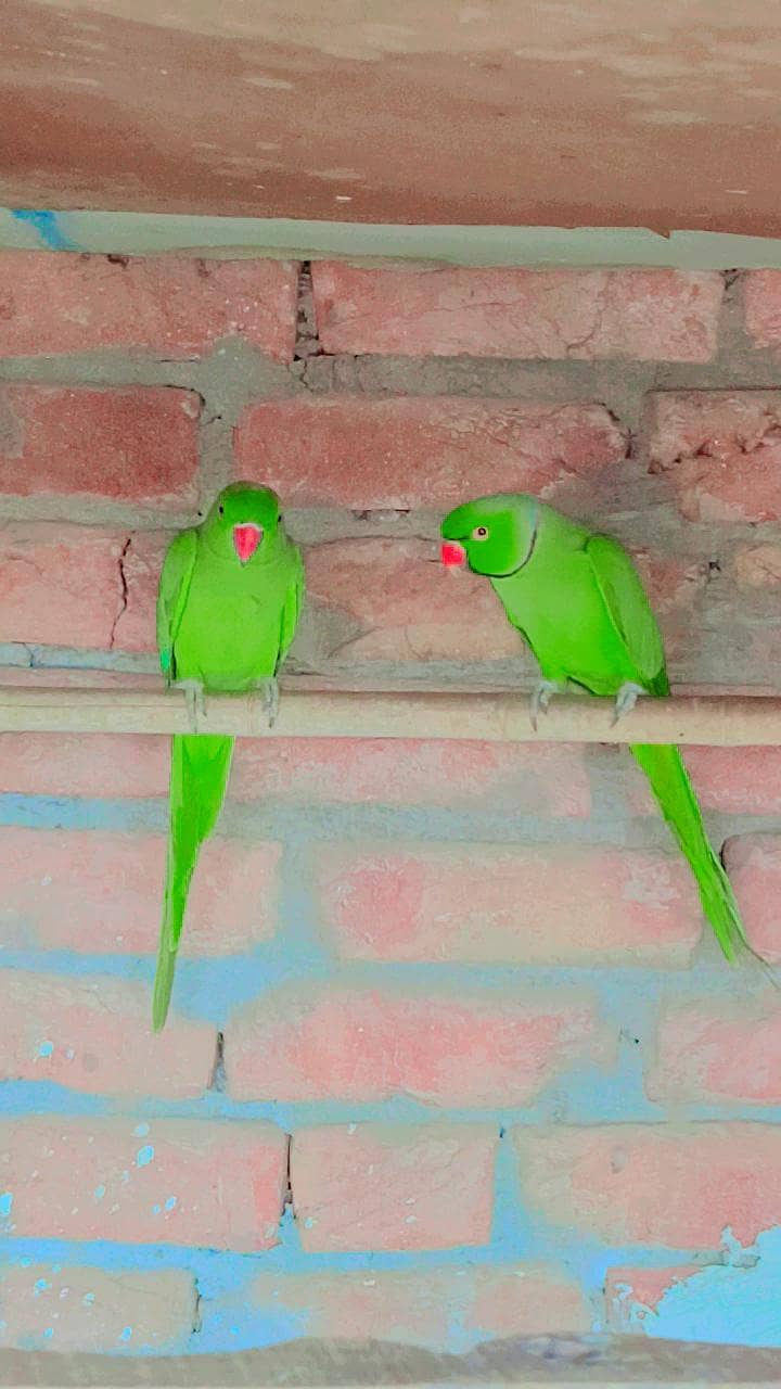 breeder pair 2