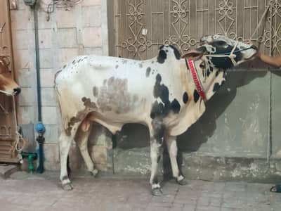 dhani nasal ka bull for seal Qurbani