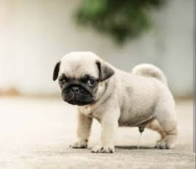 Pug puppies 92@330*5406115