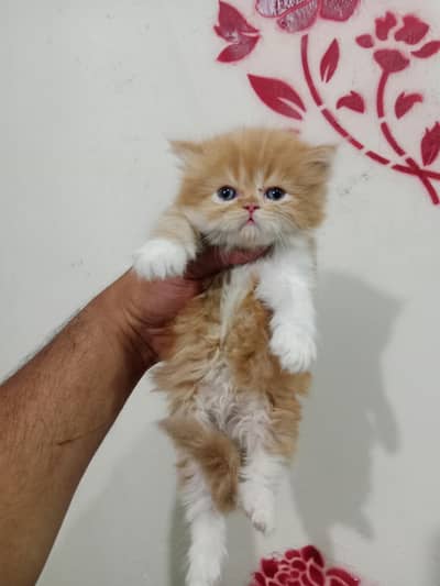 fluffy lovely playful