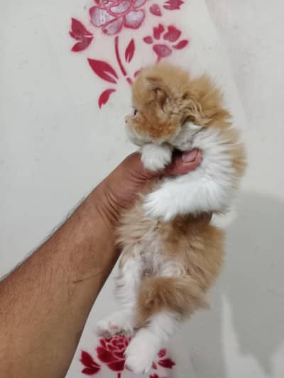 fluffy lovely playful punch face