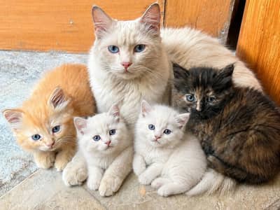 Healthy kitten and cat  white perian,03316633229