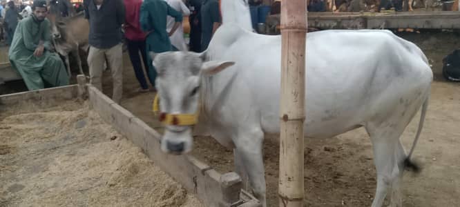 Bachiya for sell 4 dant fruiter