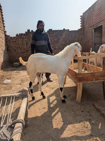 Bakra for Qurbani
