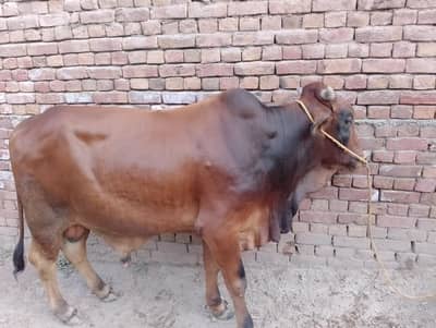 qarbani k Liya ha 4.5 kgs ha