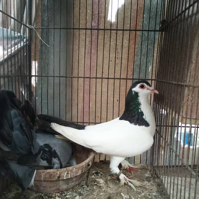 Sherazi male with black laka female with EEG