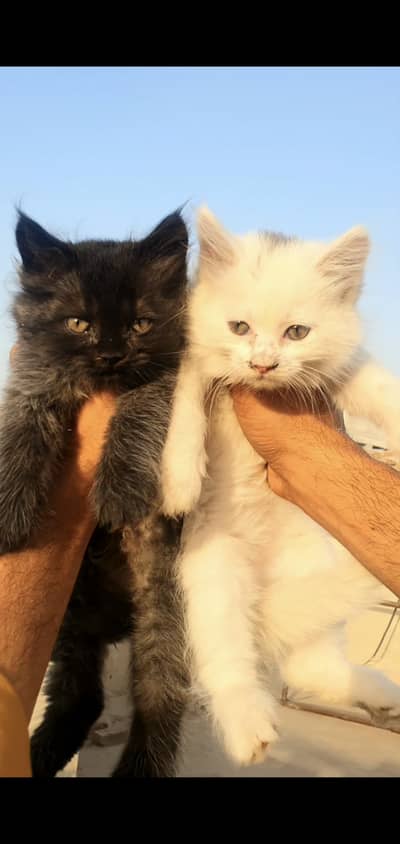 3male 2 female cats