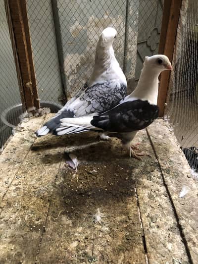 Satinet breeder pair