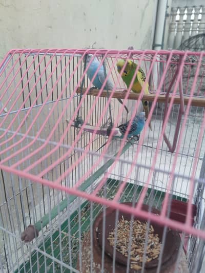 3 Australian parrots with cage