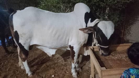 Qasai cow & Goat available