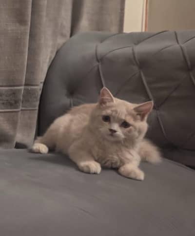 cat for sale urgent