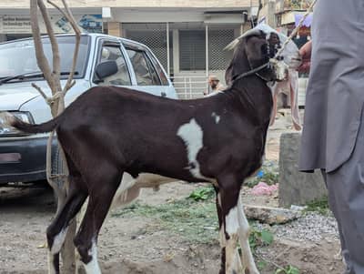 Donda desi bakra