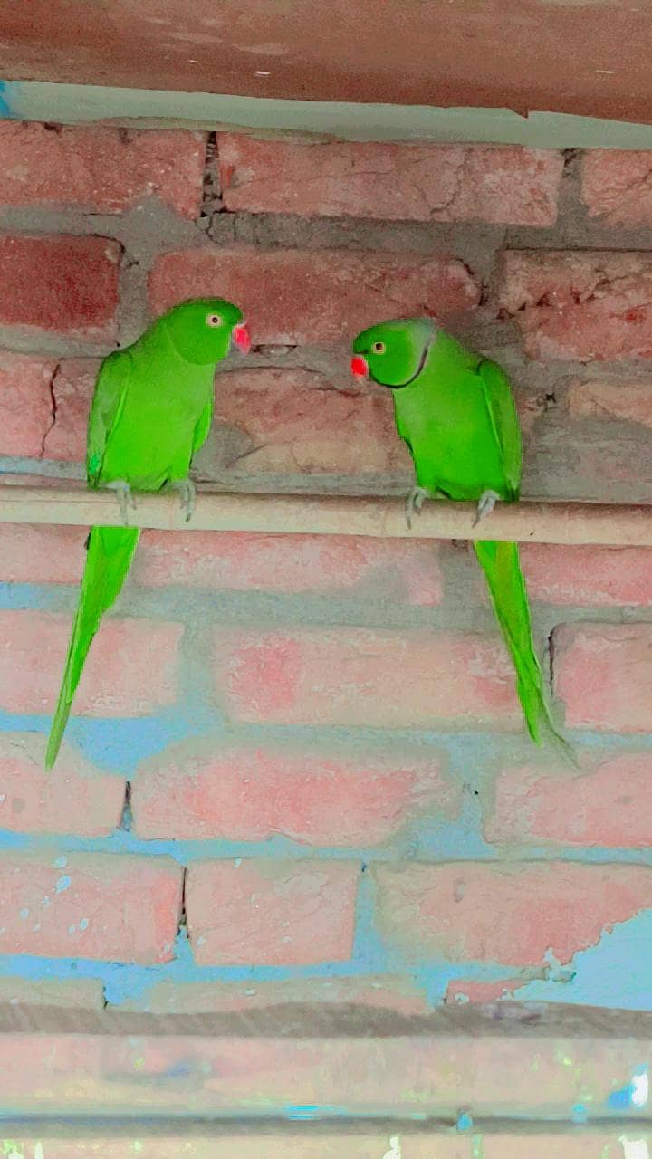 breadr pair 2