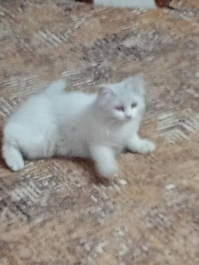 cat for sale