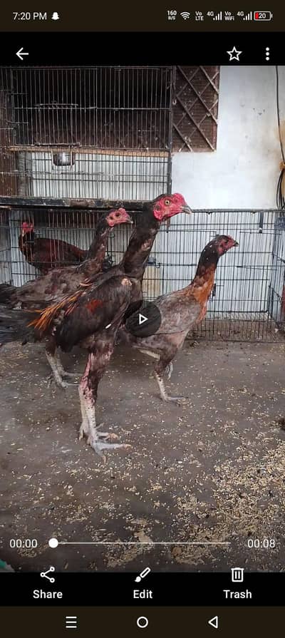 quality birds